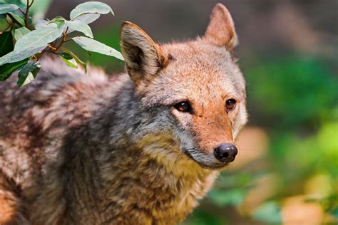 coyotee cutee|picture of a young coyote.